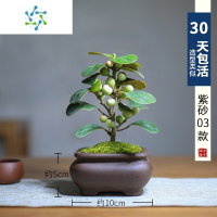 三维工匠小盼菩提盆栽花卉带果好养室内桌面植物办公室绿植菩提树盆景