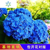 三维工匠10颗花苗 无尽夏四季开花老桩植物室内绿植盆栽花卉