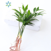 三维工匠办公室养眼小绿植竹柏盆栽四季养好活花卉懒人桌面水培观叶植物