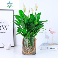 三维工匠水培植物红掌粉掌白掌盆栽一帆风顺花卉植物室内好养绿植鸿运当头