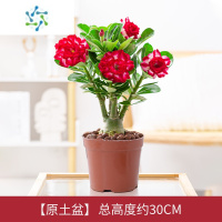 三维工匠沙漠玫瑰盆栽花卉植物室内花阳台绿植老桩重瓣多色带花苞多肉盆景