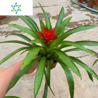 三维工匠鸿运当头盆栽小红星办公室开红花卉绿植物大型好养凤梨吸甲醛客厅