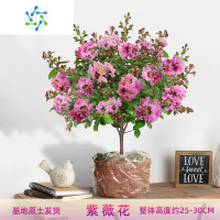 三维工匠盆栽四季好养花卉植物室内阳台庭院耐寒耐热绿植百日红树苗