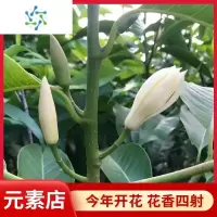 三维工匠玉兰盆栽树苗四季浓香型花卉植物室内阳台黄角兰带花苞绿植