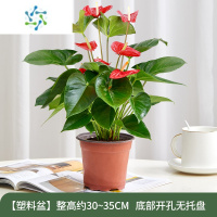 三维工匠红掌白掌盆栽室内植物花卉大盆客厅耐荫好养水培绿植四季开花植物