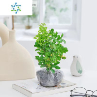 三维工匠米兰花盆栽四季开花常绿花卉防蚊虫植物室内外浓香型净化空气绿植