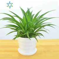 三维工匠金边金心青叶吊兰盆栽阳台办公室内花卉绿植好养垂吊植物吸