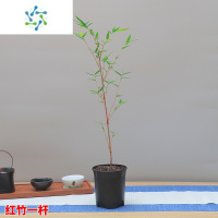 三维工匠红竹盆景观音竹书房庭院阳台植物小红竹子苗竹子盆栽室内桌面绿植花卉