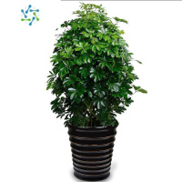 三维工匠七叶莲树八方来财盆栽办公室客厅大型绿植吸甲醛好养树花卉