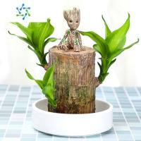 三维工匠巴西木可开花幸运木盆栽格鲁特水培养植物懒人花卉绿植室内草