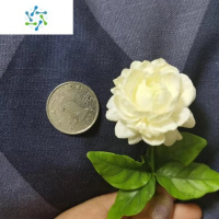 三维工匠虎头茉莉花盆栽重瓣带花苞四季开花卉绿植物室内阳台浓香好养花苗