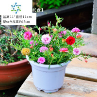 三维工匠重瓣太阳花苗盆栽混色花卉绿植阳台庭院内四季开花好养植物带花苞
