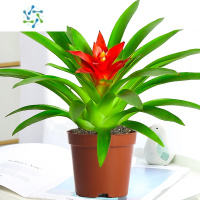三维工匠鸿运当头水培盆栽易活植物办公室内红心花卉绿植大型凤梨阳台客厅