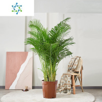 三维工匠散尾葵绿植大型室内客厅盆栽凤尾竹夏威夷办公室大棵落地网红植物花卉