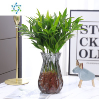 三维工匠水培竹柏富贵竹水养植物苗室内客厅桌面绿植盆栽花卉四季常青