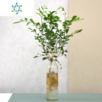 三维工匠九里香水培植物比马醉木吊钟还好养带根绿植室内花卉七里香盆栽