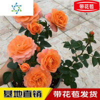 三维工匠玫瑰花苗花卉带花苞室内阳台庭院观花绿植物大花月季盆栽四季开花