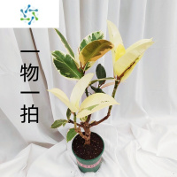 三维工匠花叶彩叶橡皮树花金刚盆栽室外室内客厅绿植花卉吸甲醛