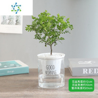 三维工匠草盆栽清香胡椒木植物千里眼室内花卉九里香盆景净化空气绿植