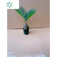 三维工匠铁树盆景植物盆栽四季常青室外内客厅办公室庭院阳台苏铁耐寒绿植花卉