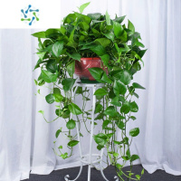 三维工匠长藤绿萝盆栽室内吊兰植物水培特大盆花卉四季垂吊大叶绿植