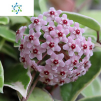 三维工匠 观叶观花植物花团锦簇阳台室内办公桌绿植盆栽苗花卉