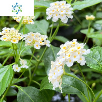 三维工匠五色梅盆栽马樱丹多年生绿植庭院阳台花园景观花卉耐热花期长带花