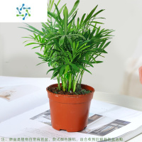三维工匠散尾葵盆栽 凤尾竹室内客厅大型绿植 袖珍叶夏威夷盆景富贵椰花卉
