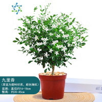 三维工匠九里香盆栽老桩树桩带花苞绿植室内外阳台浓香型植物四季好养盆景花卉