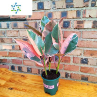 三维工匠花叶橡皮树绿植盆栽室内客厅花卉观叶植物吸甲醛黑金刚