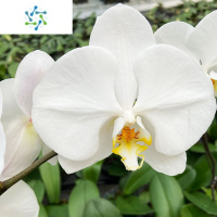 三维工匠花带花苞卉盆栽花苗浓香白色鲜花室内绿植双剑小室内花花卉