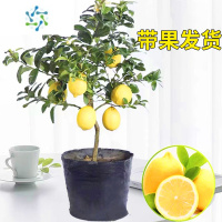 三维工匠四季柠檬树盆栽带果香水柠檬树苗四季结果阳台绿植室内客厅庭院植花卉