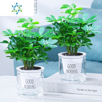 三维工匠七叶莲盆栽生肖虎植物四季绿植室内客厅老桩盆景鸭脚木吸甲醛花卉