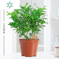 三维工匠正宗清香胡椒木盆栽花卉室内外草植物树苗老桩盆景九里香绿植