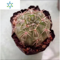 三维工匠仙人掌类仙人球多肉绿植物室内电脑桌面开花小盆栽组合套餐花卉