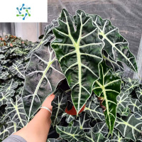 三维工匠大仙女海芋盆栽天室内网红观叶桌面绿植耐阴热带花卉净化空气