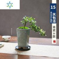 三维工匠迷你六月雪办公室内桌面小盆栽窗台花卉附石盆景造型悬崖绿植微型