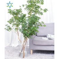 三维工匠马醉木水培植物鲜切枝条易活好养精致创意装饰在树下绿植落地盆栽花卉