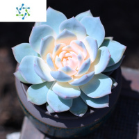 三维工匠云南直发多肉植物盆栽新手套餐办公室内绿植花卉肉肉植物