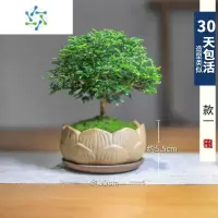三维工匠九里香禅意桌面迷你盆栽老桩达摩小叶绿植室内花卉盆景 好养植物