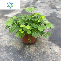 三维工匠含羞草小盆栽室内阳台植物四季常青易养花卉害羞草怕羞草趣味绿植