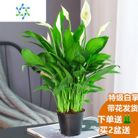 三维工匠白掌盆栽一帆风顺水培植物室内好养花卉大盆绿植水养红掌四季易活