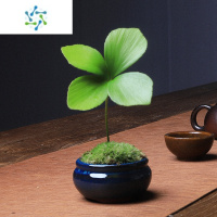 三维工匠墨西哥铁绿植室内盆栽禅意植物办公桌面客厅小盆栽四季常青盆景花卉