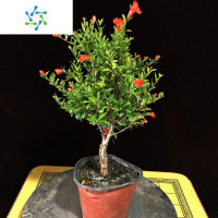 三维工匠石榴花盆栽盆景果树苗室内四季开花带果植物室外庭院阳台绿植花卉