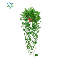 三维工匠绿萝盆栽室内吸净化空气植物花卉水养绿植吊兰长藤垂吊绿箩