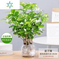 三维工匠茉莉花盆栽花卉植物室内栀子花水培好养绿植九里香四季开花