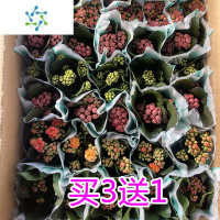 三维工匠长寿花盆栽花卉绿植重瓣花苗大植物四季开花好养易活带花苞金狐狸