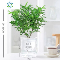 三维工匠防草正宗清香木盆栽胡椒老桩室内绿植好养植物阳台花卉盆景苗