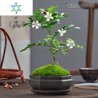 三维工匠九里香盆栽七里香绿植浓香型花卉千里眼室内植物盆景好养