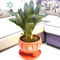 三维工匠新房万年青盆栽植物室内外树苗旺宅绿植吸甲醛净化空气办公室金钻花卉